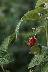 Bush of ripe red raspberries close-up in the garden on a green background. vertically.
