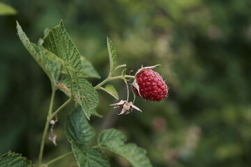 Bush of ripe red raspberries close-up in the garden on a green background. Horizontally.