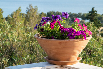 Petunia in clay pot closeup on house terrace corner