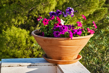 Petunia in clay pot closeup on house terrace corner