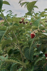 Red raspberries in the garden, close up. A small branch of ripe raspberries in the garden. Red sweet berries grow on a dark raspberry bush in an orchard.