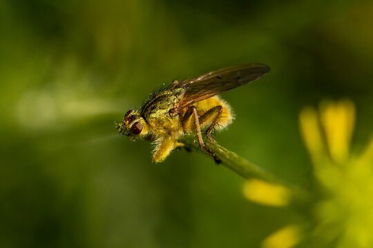 Closeup of Scathophaga stercoraria, commonly known as the yellow dung fly.