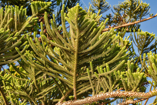 Cook pine tree foliage closeup in sunny day