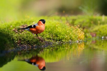 Eurasian bullfinch, common bullfinch or bullfinch (Pyrrhula pyrrhula) going to drink at a small...