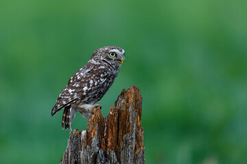 Little owl (Athene noctua) sitting on a branch in the meadows in the Netherlands with a green background