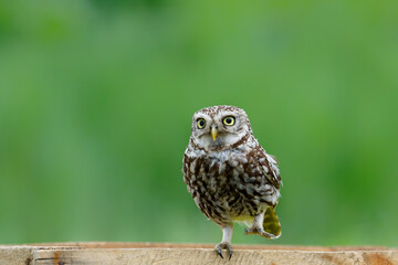 Little owl (Athene noctua) sitting on a branch in the meadows in the Netherlands with a green background
