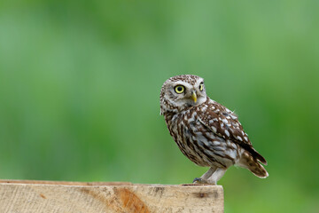 Little owl (Athene noctua) sitting on a branch in the meadows in the Netherlands with a green background