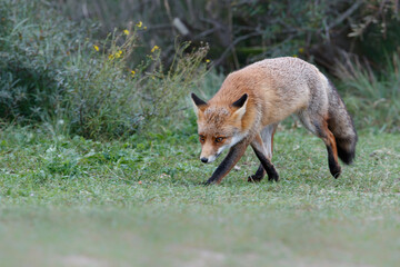 Naklejka na ściany i meble Red Fox (vulpes vulpes) searching for food in the dunes of the Amsterdam water supply area near the village of Zandvoort