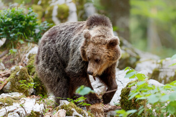 Brown bear - close encounter with a  wild brown bear eating in the forest and mountains of the...