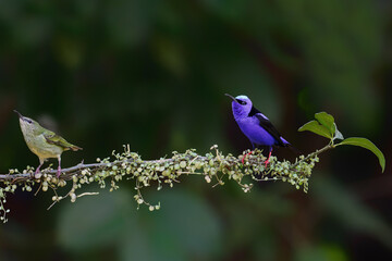 Red-legged honeycreeper, Cyanerpes cyaneus,sitting on a branch in the rainforest in Costa Rica with a dark background and copy space