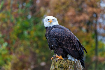 Bald eagle or American eagle (Haliaeetus leucocephalus)  sitting on a trunk on a rainy day in the Netherlands                         