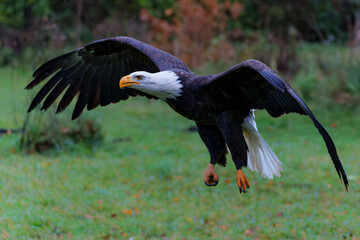 Bald eagle or American eagle (Haliaeetus leucocephalus) flying in the South of the Netherlands on a rainy day in the autumn           