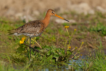 Black-tailed Godwit (Limosa Limosa) searching for food in the meadows in the Netherlands 