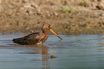 Black-tailed Godwit (Limosa Limosa) searching for food in the meadows in the Netherlands 