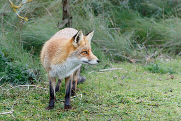 Red Fox (vulpes vulpes) searching for food in the dunes of the Amsterdam water supply area near the village of Zandvoort
