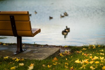 Shallow focus shot of a wooden bench near the pond with ducks in Tri-City Park, California - Powered by Adobe