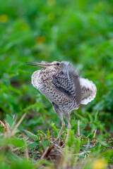 Great snipe. Displaying bird in spring. Gallinago media