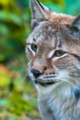 Portrait of a Eurasian lynx with greenish background
