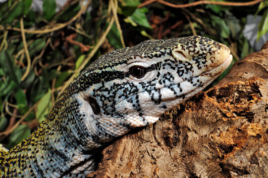 Nile monitor// Nilwaran (Varanus niloticus)