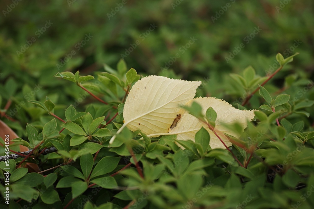 Poster beautiful shot of two yellow leave on green bushes