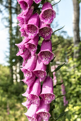 Wild foxglove flowers on the edge of the forest