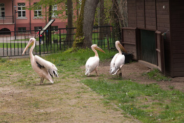 Pelicans in the park in Wejherowo in Pomerania, Poland