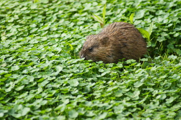 prairie dog in the grass