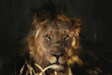Closeup shot of the face of a big lion with scars on blurred background