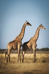 Vertical shot of two giraffes standing in the animals park under cloudless sky