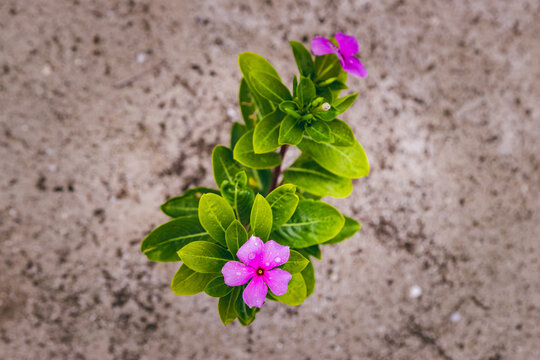 Violett bl&uuml;hendes Immergr&uuml;n (Vinca minor ruba)