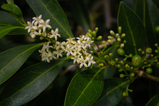 ʻŪlei