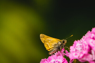 butterfly © Grzegorz