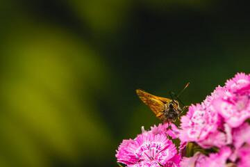 butterfly © Grzegorz