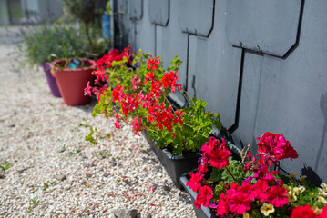 Naklejka premium Red garden geranium flowers in pot , close up shot geranium flowers, pelargonium