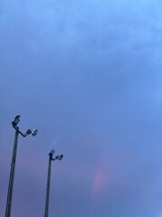 birds in flight