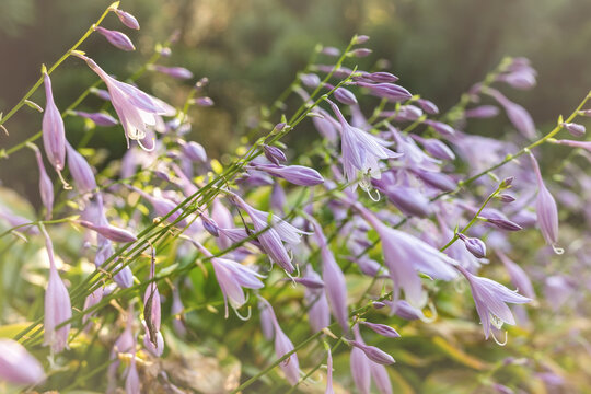 Beautiful fresh lilac hosta or palntain lily flowers growing on flowerbed in ornamental graden on spring day. Close-up natural purple floral background