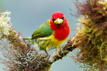 Red-headed Barbet - Eubucco bourcierii colorful bird in the family Capitonidae, found in humid highland forest in Costa Rica and Panama, Andes in western Venezuela, Colombia, Ecuador and Peru