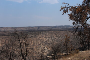 Trees after forest fire