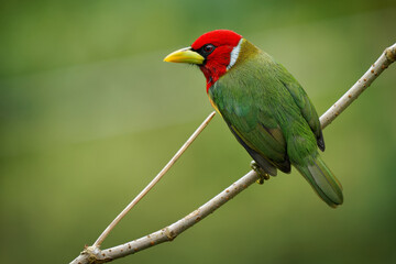Red-headed Barbet - Eubucco bourcierii colorful bird in the family Capitonidae, found in humid highland forest in Costa Rica and Panama, Andes in western Venezuela, Colombia, Ecuador and Peru