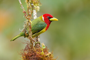 Red-headed Barbet - Eubucco bourcierii colorful bird in the family Capitonidae, found in humid highland forest in Costa Rica and Panama, Andes in western Venezuela, Colombia, Ecuador and Peru