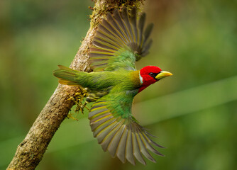 Red-headed Barbet - Eubucco bourcierii colorful bird in the family Capitonidae, found in humid highland forest in Costa Rica and Panama, Andes in western Venezuela, Colombia, Ecuador and Peru