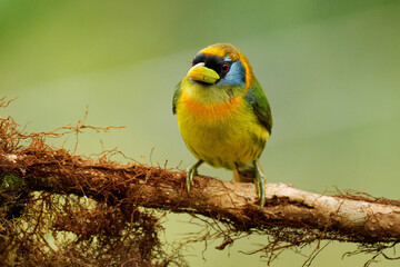 Red-headed Barbet - Eubucco bourcierii colorful female bird in Capitonidae, found in humid highland forest in Costa Rica and Panama, Andes in western Venezuela, Colombia, Ecuador and Peru