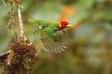 Red-headed Barbet - Eubucco bourcierii colorful bird in the family Capitonidae, found in humid highland forest in Costa Rica and Panama, Andes in western Venezuela, Colombia, Ecuador and Peru