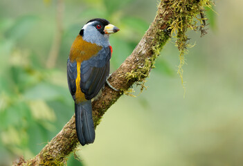 Toucan Barbet - Semnornis ramphastinus bird native to Ecuador and Colombia, Semnornithidae, closely related to the toucans, robust yellow bill, black head with grey throat and nape, red breast belly