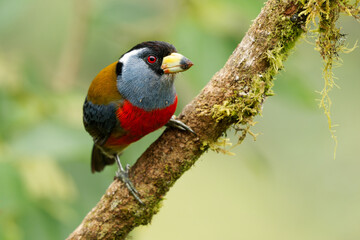 Toucan Barbet - Semnornis ramphastinus bird native to Ecuador and Colombia, Semnornithidae, closely related to the toucans, robust yellow bill, black head with grey throat and nape, red breast belly