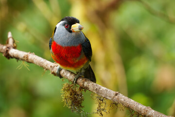 Toucan Barbet - Semnornis ramphastinus bird native to Ecuador and Colombia, Semnornithidae, closely related to the toucans, robust yellow bill, black head with grey throat and nape, red breast belly