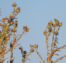 Fototapeta na wymiar Greenfinch eating wild thistle flowers. Selective focus. Close up