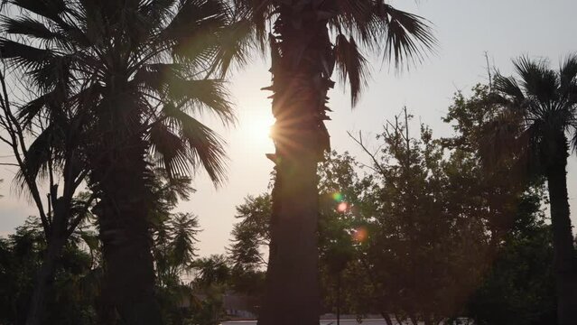 Rays of the sun break through the palm trees. Summer video concept