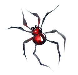 Redback watercolor Spider isolated on a white background, Australian Black Widow, closeup macro detail of deadly venomous spider.