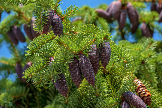 Needles and cones of Picea mariana, black spruce.
